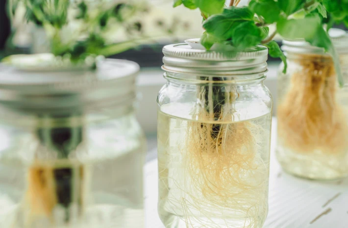 Mason Jar Herb Garden