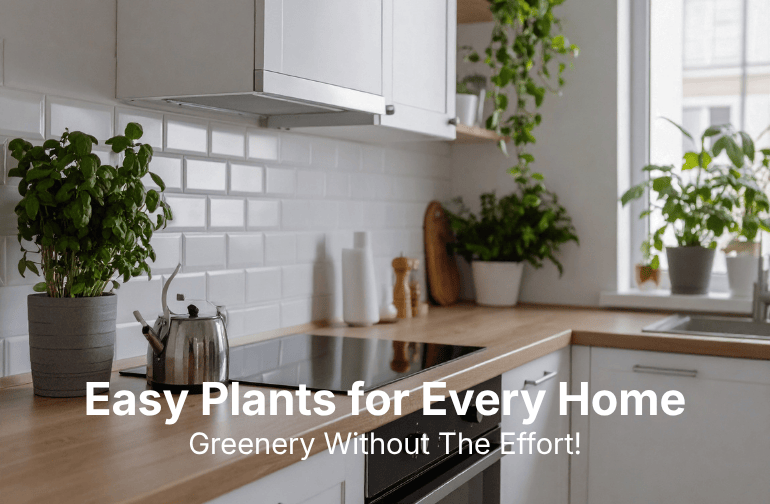 low maintenance houseplants